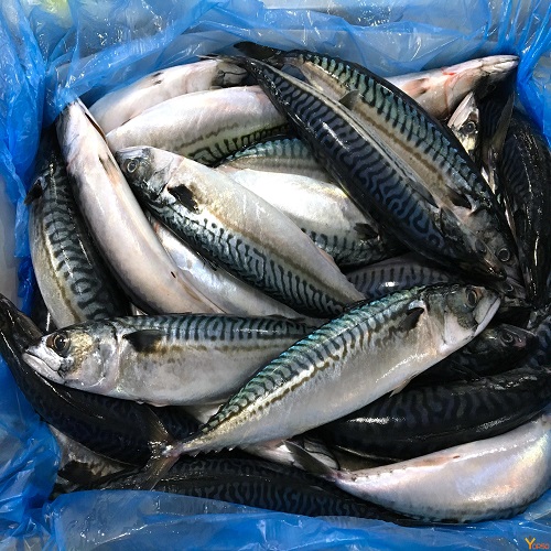Mackerel