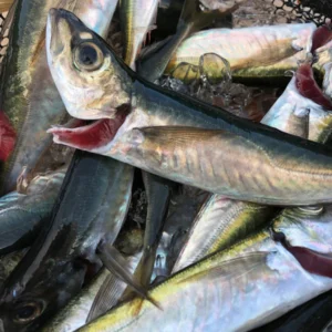 Fresh Mackerel
