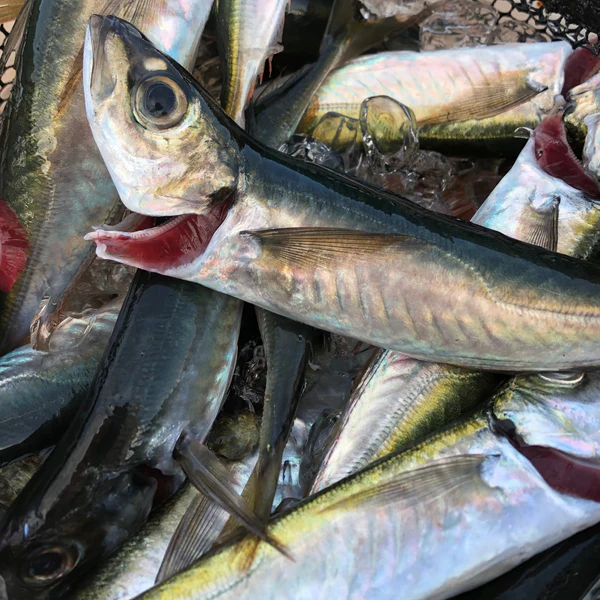 Fresh Mackerel