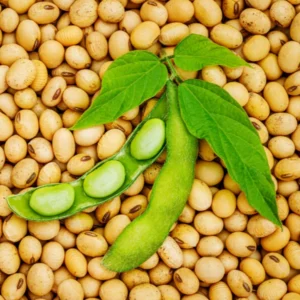 Soybean