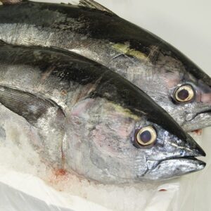 Fresh Tuna