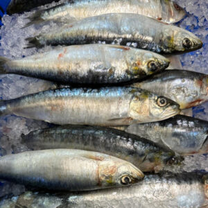 Fresh Sardines